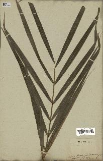 spécimen de Euterpe sp.