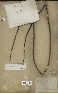 spécimen de Oenocarpus bacaba