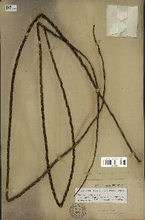 spécimen de Oenocarpus bacaba