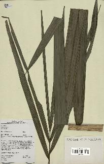spécimen de Oenocarpus bacaba