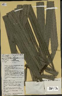 spécimen de Oenocarpus bacaba