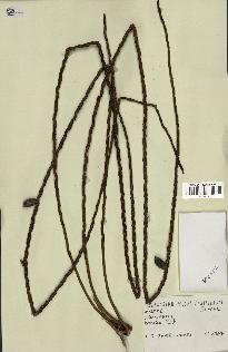 spécimen de Oenocarpus bacaba