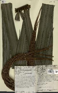 spécimen de Oenocarpus bacaba