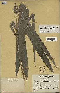 spécimen de Oenocarpus sp.