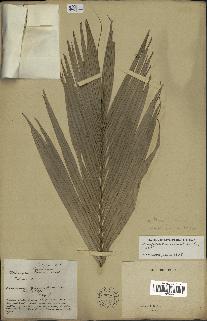 spécimen de Oenocarpus sp.