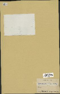spécimen de Geonoma sp.