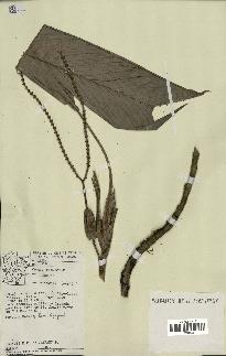 spécimen de Geonoma sp.