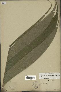 spécimen de Geonoma oxycarpa