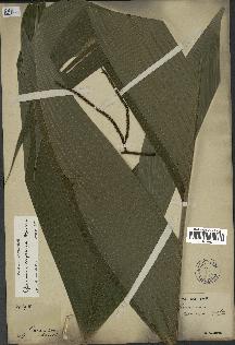 spécimen de Geonoma oxycarpa