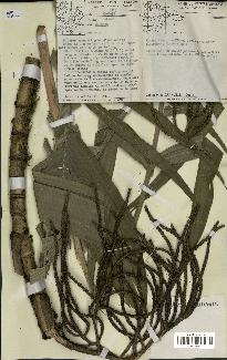 spécimen de Geonoma sp.