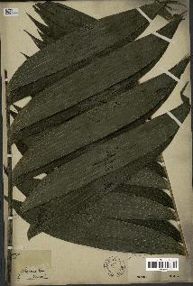 spécimen de Geonoma oxycarpa