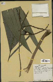 spécimen de Geonoma sp.