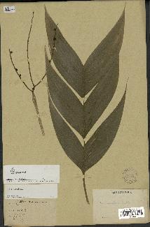spécimen de Geonoma sp.