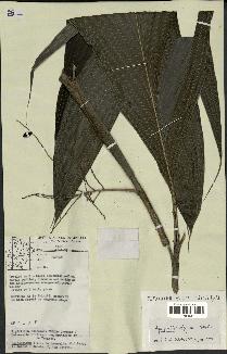spécimen de Hyospathe elegans
