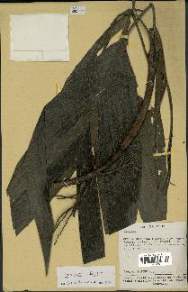 spécimen de Hyospathe elegans