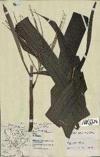 spécimen de Hyospathe elegans