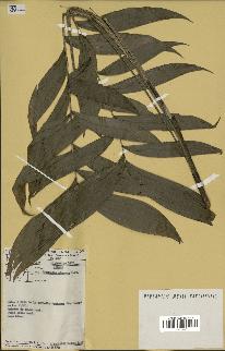 spécimen de Hyospathe elegans