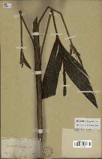spécimen de Hyospathe elegans