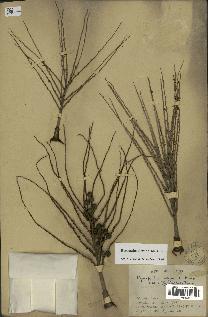 spécimen de Hyospathe elegans