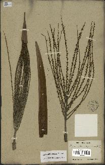 spécimen de Hyospathe elegans
