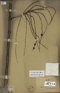 spécimen de Hyospathe elegans