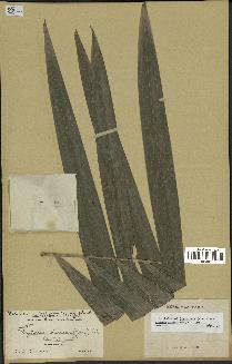 spécimen de Roystonea oleracea