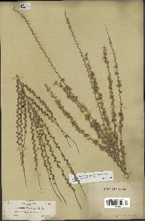 spécimen de Roystonea regia