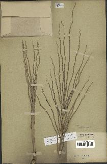 spécimen de Roystonea regia