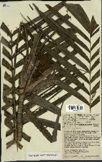 spécimen de Geonoma maxima