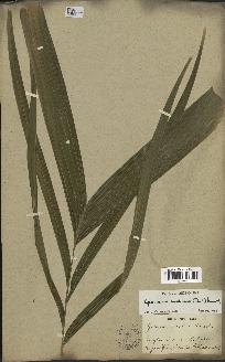 spécimen de Geonoma maxima