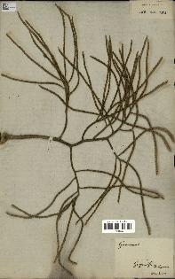 spécimen de Geonoma maxima