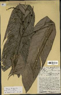 spécimen de Geonoma leptospadix