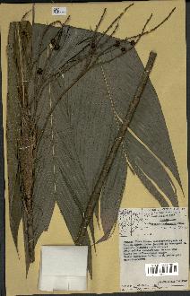 spécimen de Geonoma leptospadix