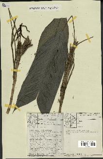 spécimen de Geonoma leptospadix