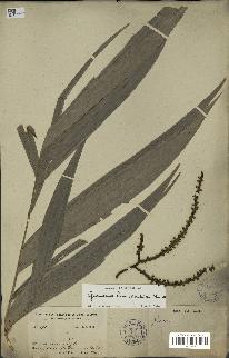 spécimen de Geonoma heinrichsiae