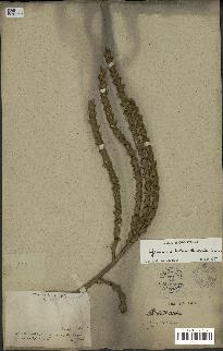 spécimen de Geonoma helminthoclada