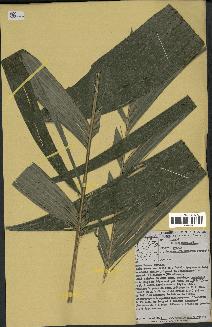spécimen de Geonoma euspatha