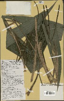spécimen de Geonoma euspatha