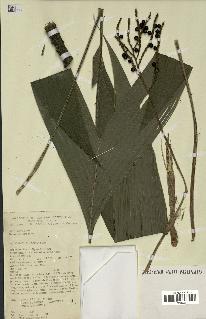 spécimen de Geonoma euspatha
