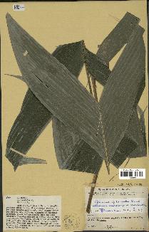 spécimen de Geonoma euspatha