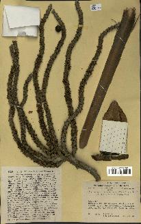 spécimen de Geonoma weberbaueri