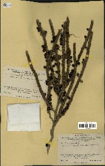 spécimen de Geonoma undata