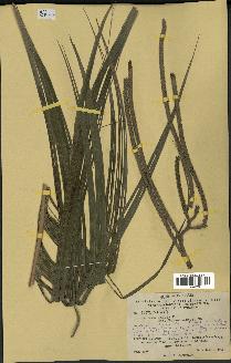 spécimen de Geonoma undata
