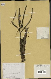 spécimen de Geonoma umbraculiformis