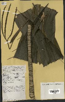 spécimen de Geonoma umbraculiformis