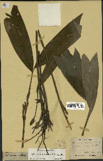 spécimen de Geonoma stricta