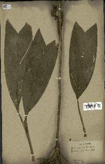 spécimen de Geonoma stricta