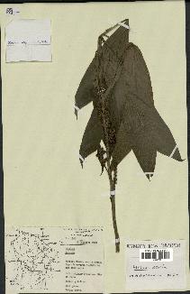 spécimen de Geonoma stricta