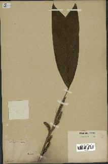 spécimen de Geonoma stricta