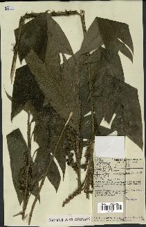spécimen de Geonoma stricta